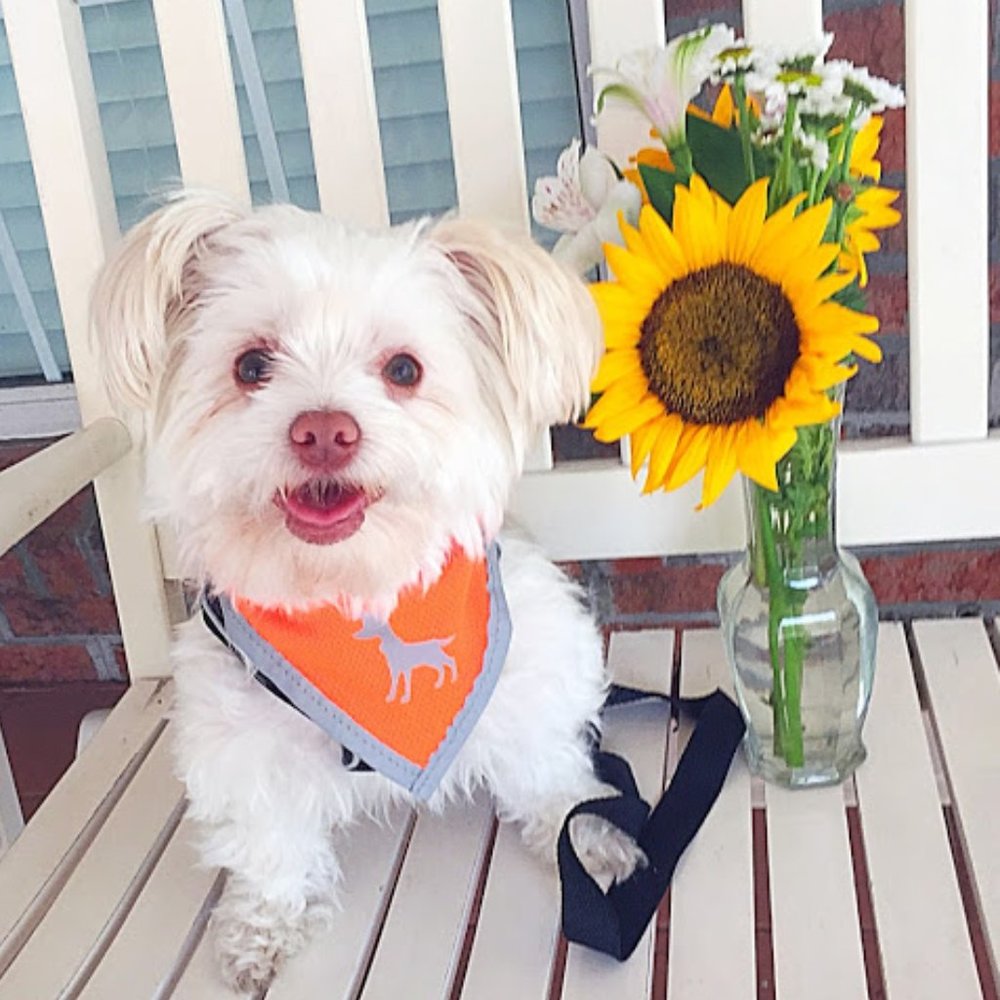 ❣️HP❣️ Orange bright reflector scarf for pets sz: XS